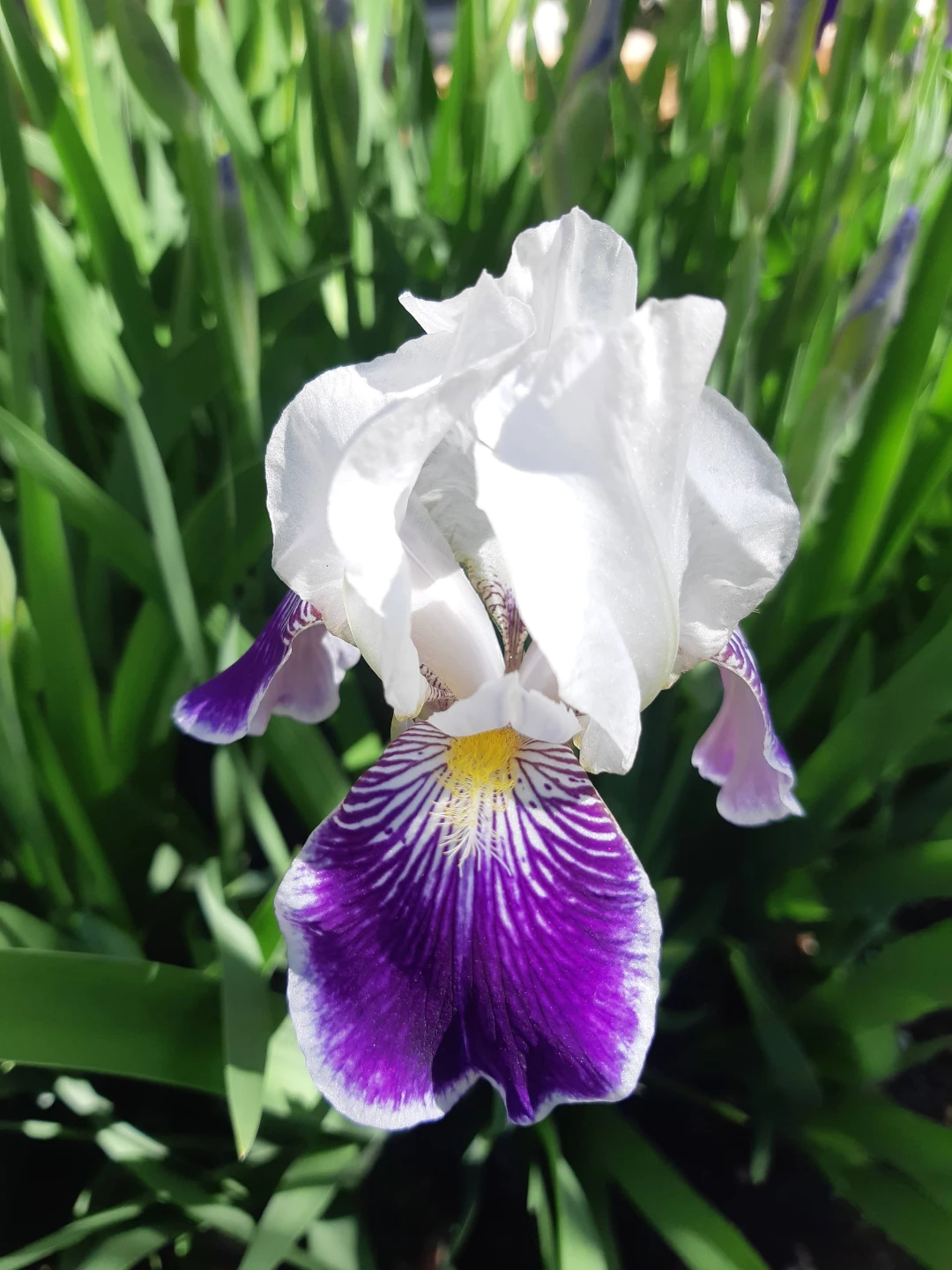 Bearded Iris Plants - photo 4