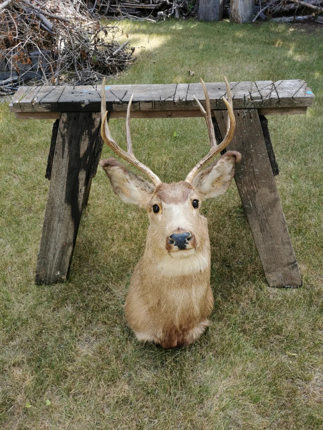 Vintage Deer Shoulder Mount Taxidermy Rustic Cabin