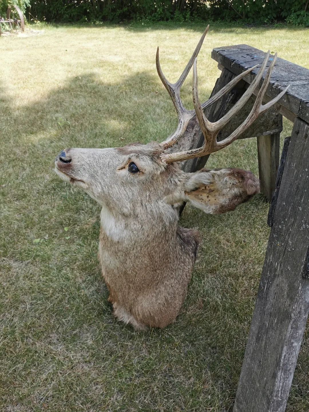 Vintage Deer Shoulder Mount Taxidermy Rustic Cabin - photo 4