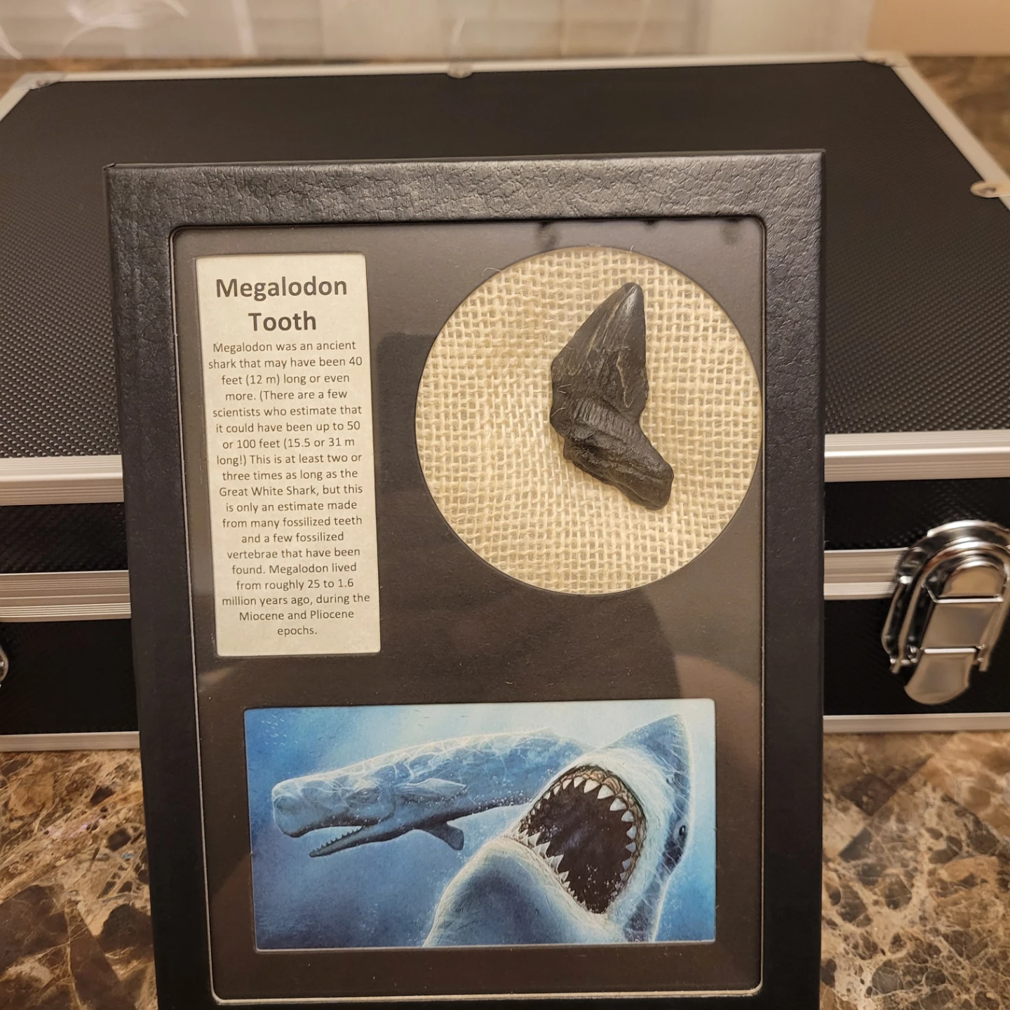 Framed Megalodon Tooth Display
