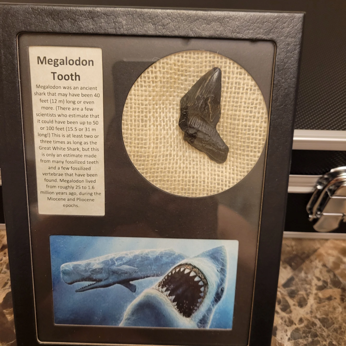 Framed Megalodon Tooth Display - photo 2
