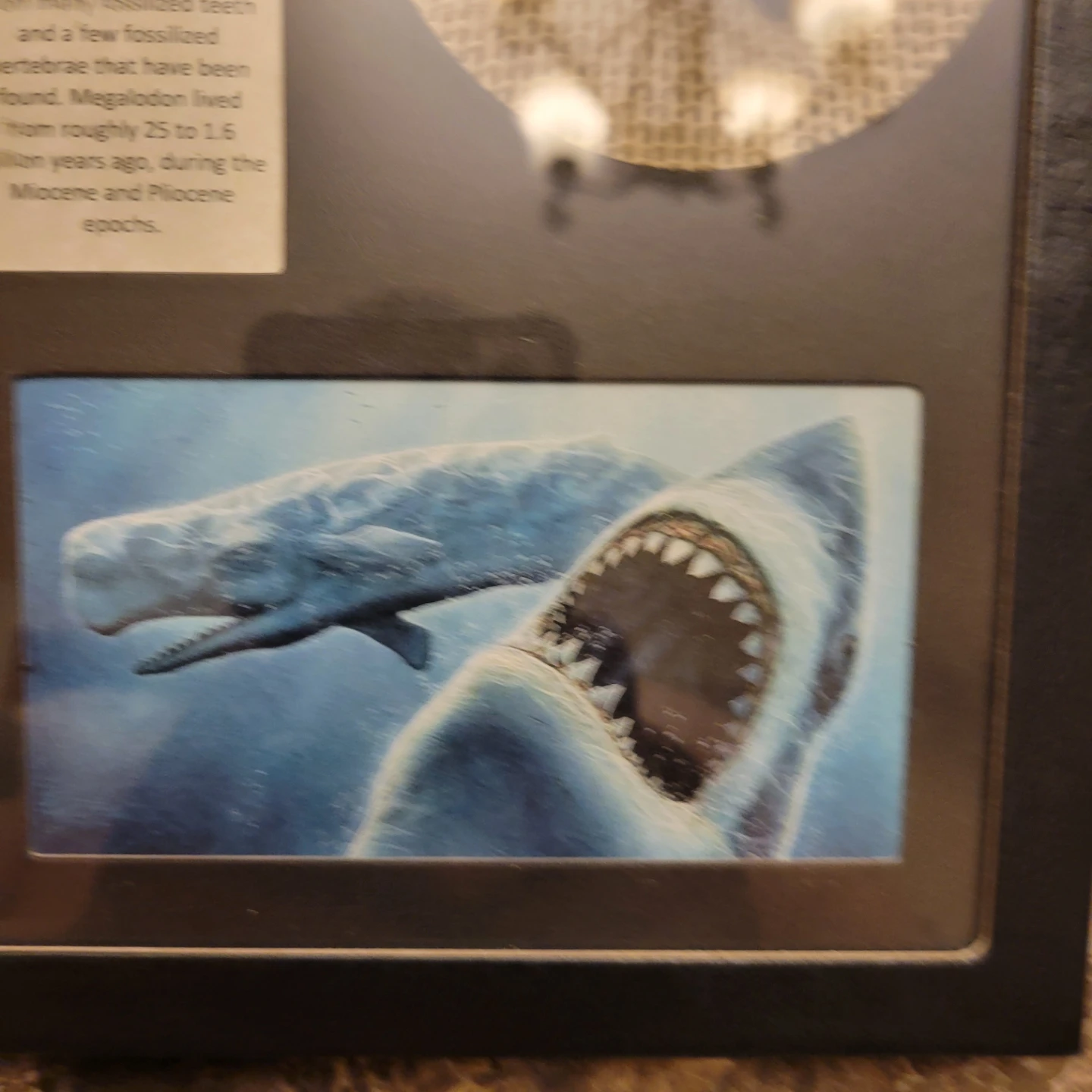 Framed Megalodon Tooth Display - photo 5