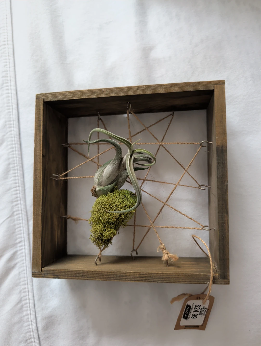 Air Plant in Wooden Wall Hanger