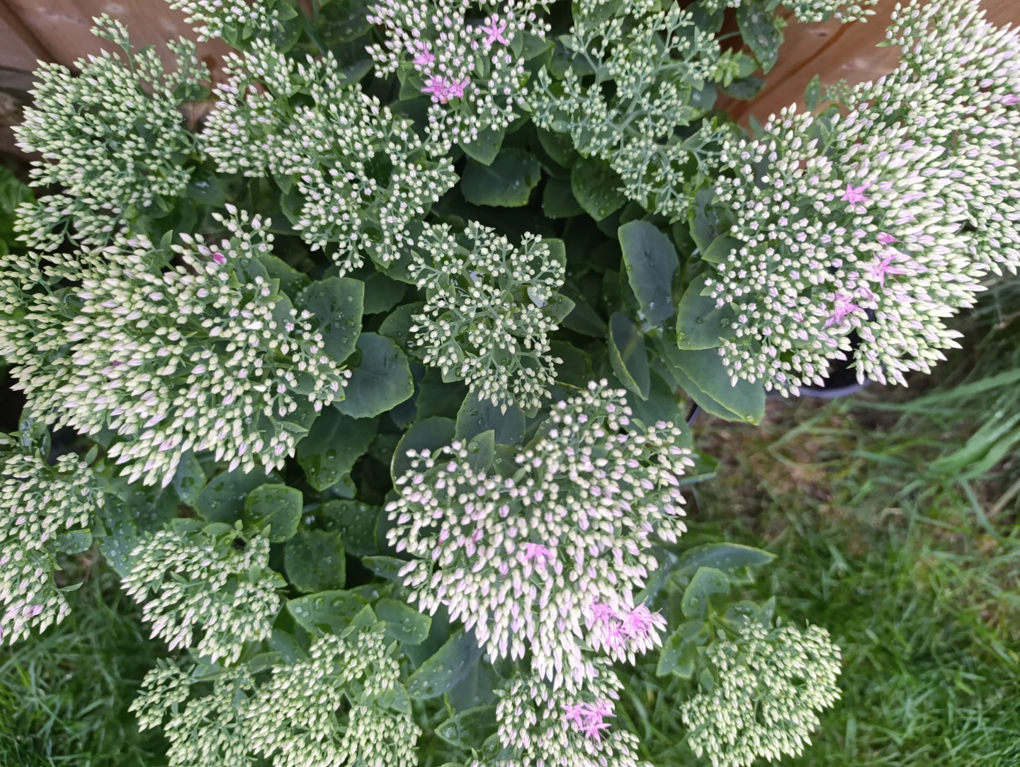 Healthy Sedum Plant - photo 3