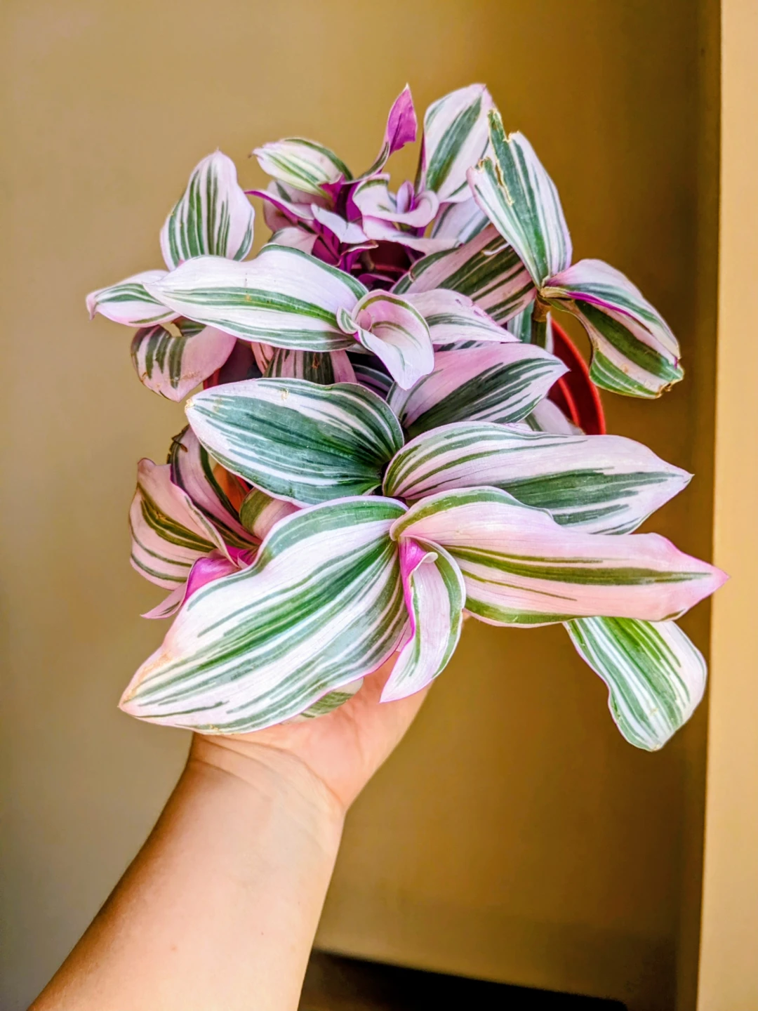 INDOOR PLANT 5"