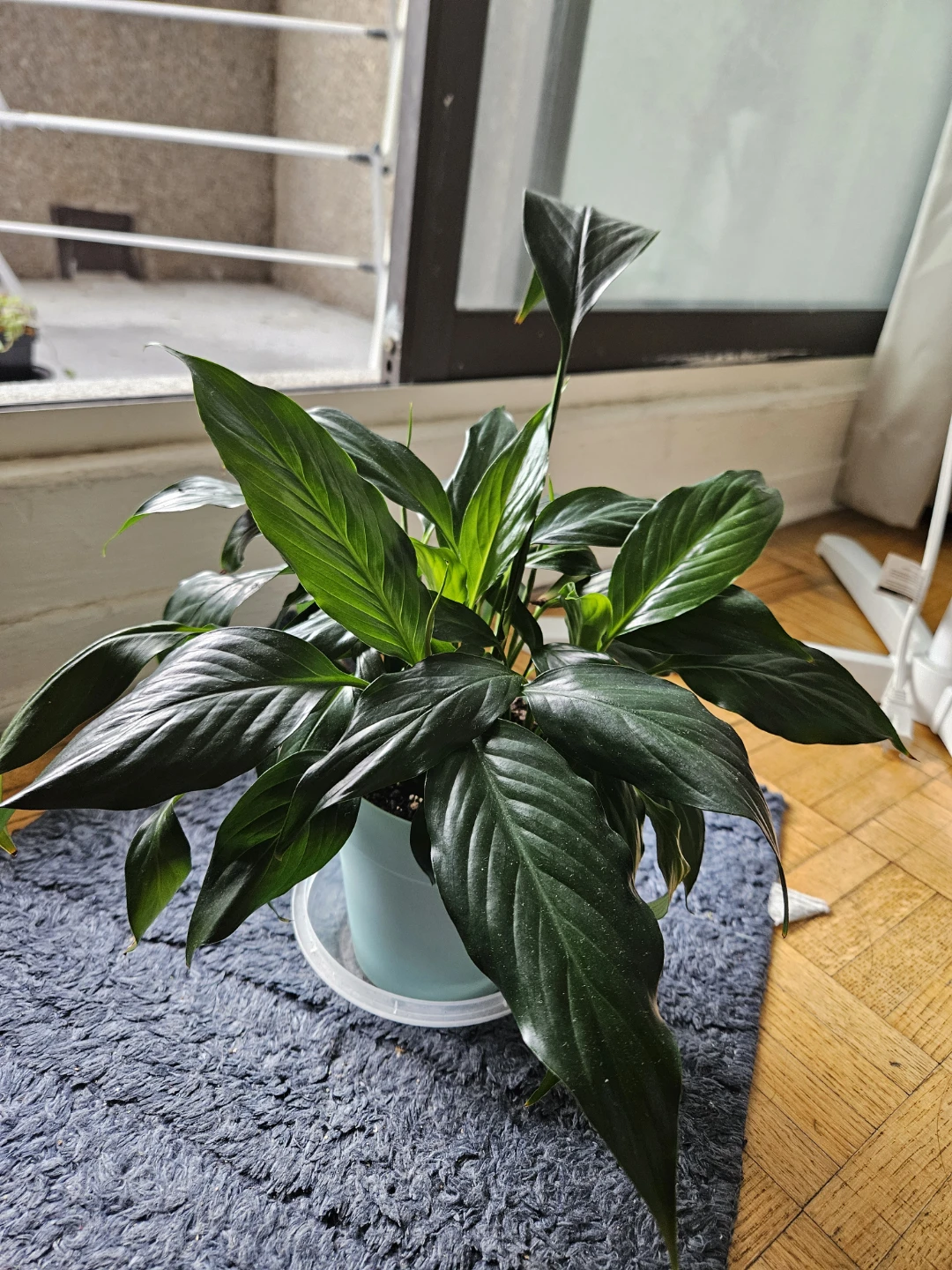 Peace Lily Plant - photo 2