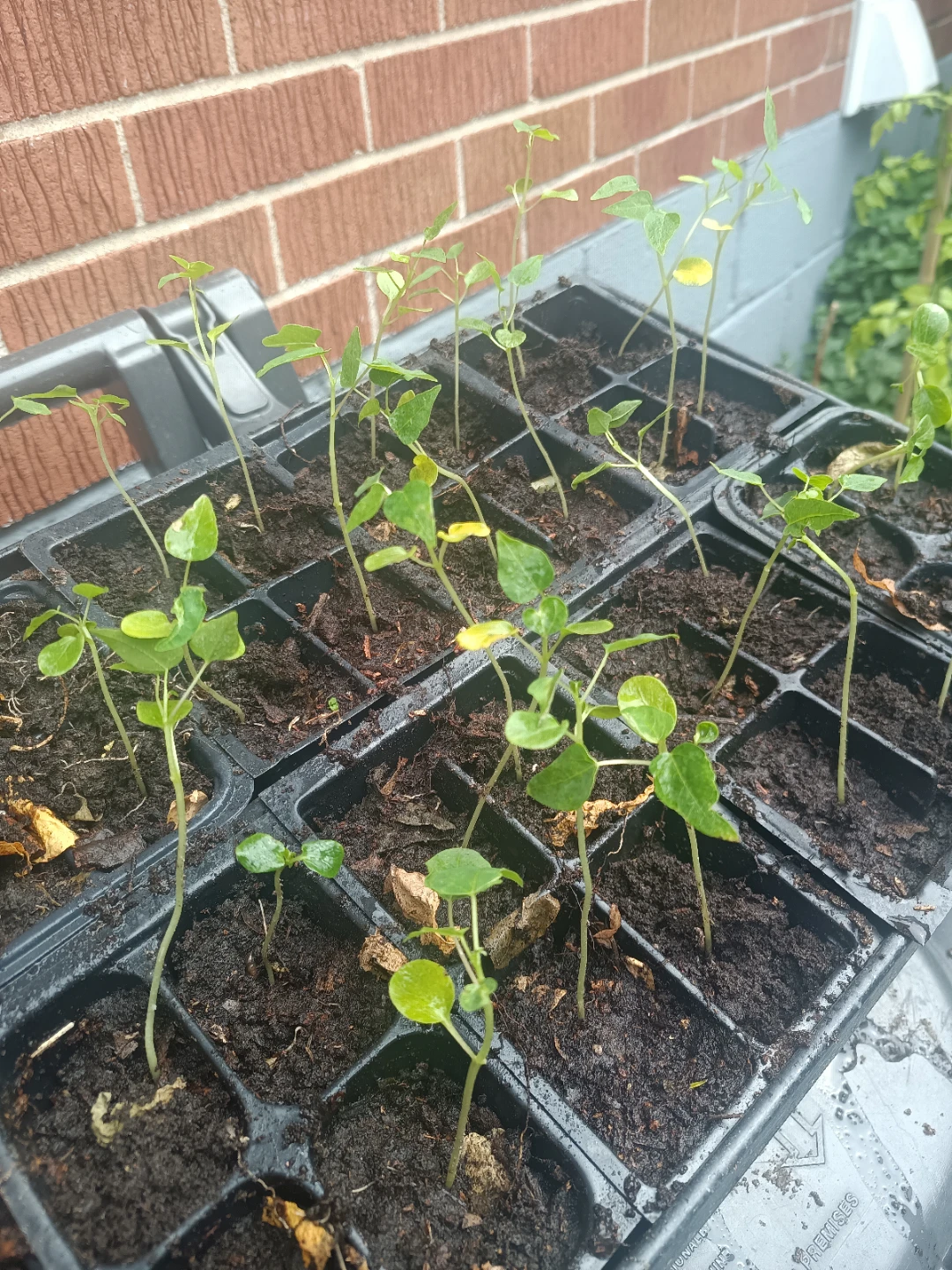 Papaya seedlings plants - photo 3