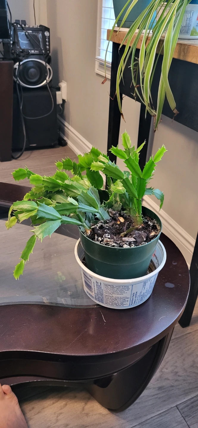 Pink Christmas Cactus in plastic pot - photo 2