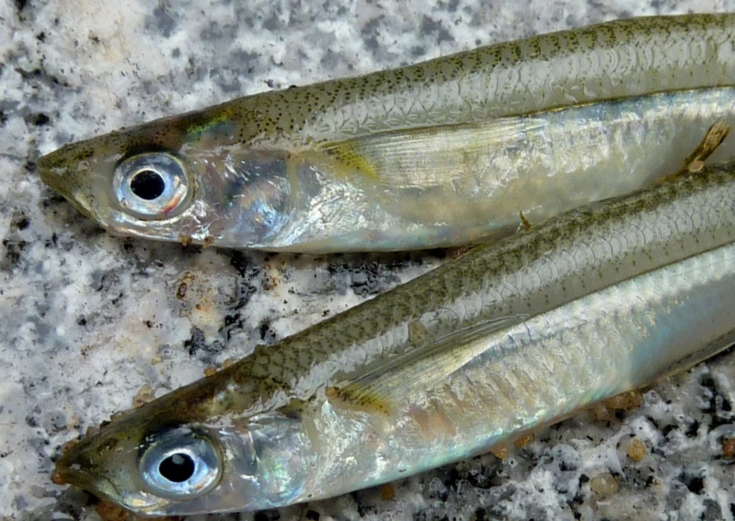 ** SPEARING / SILVERSIDES ** - photo 2