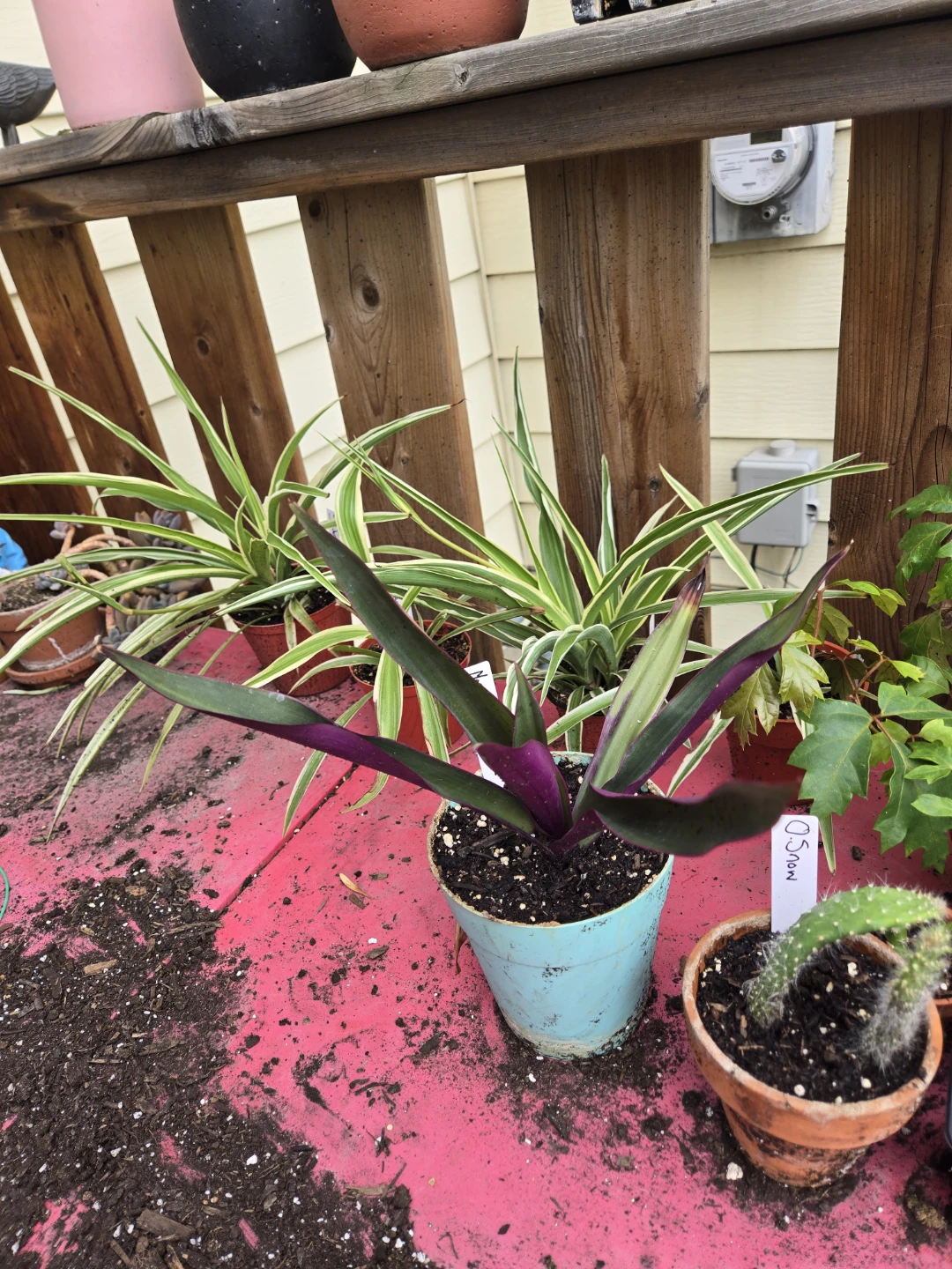Variegated house plants