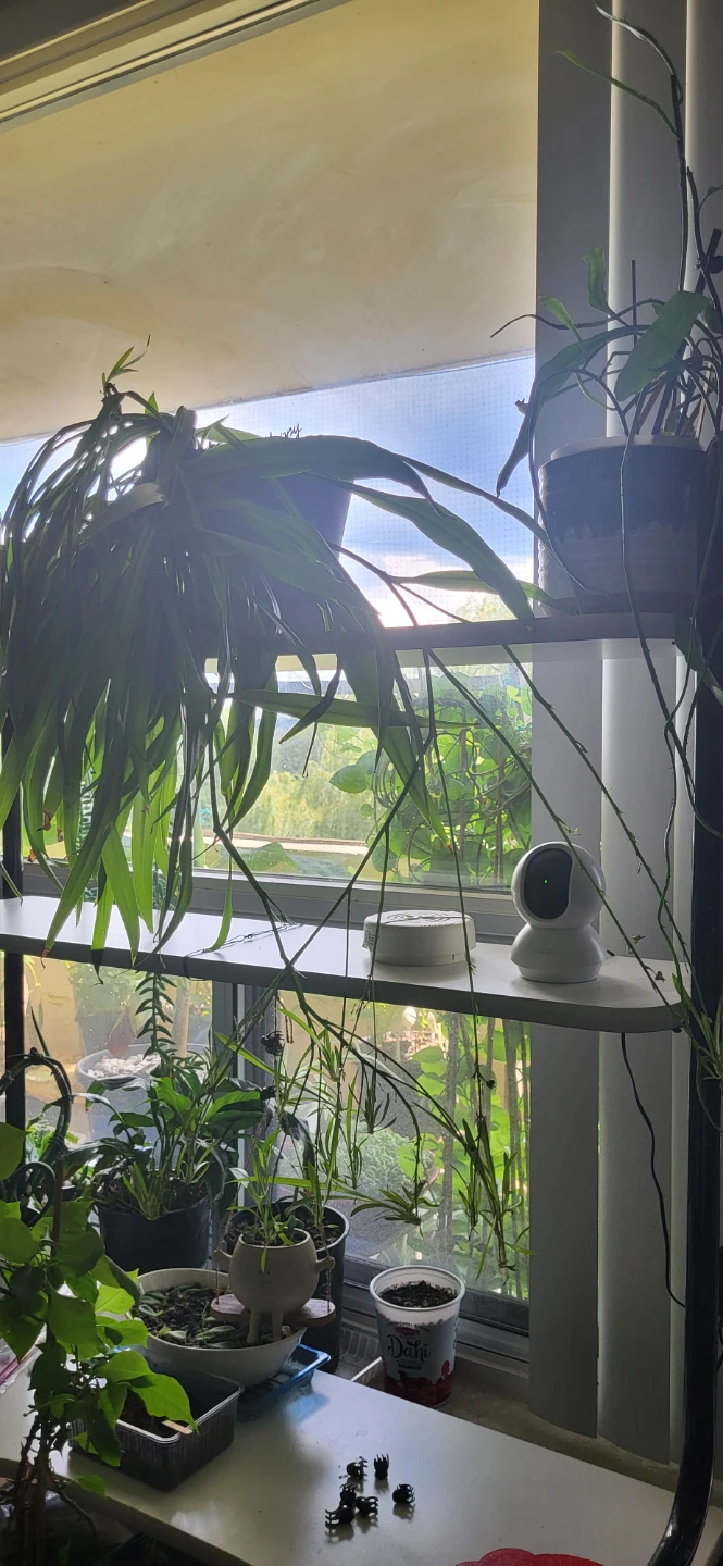 Spider Plant with many babies branches - photo 2