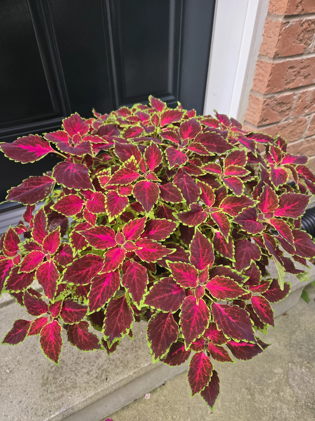 Potted Coleus Plant