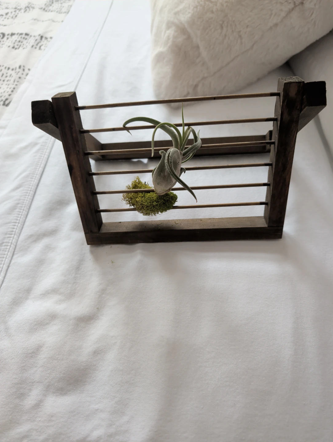 Wooden Air Plant Holder