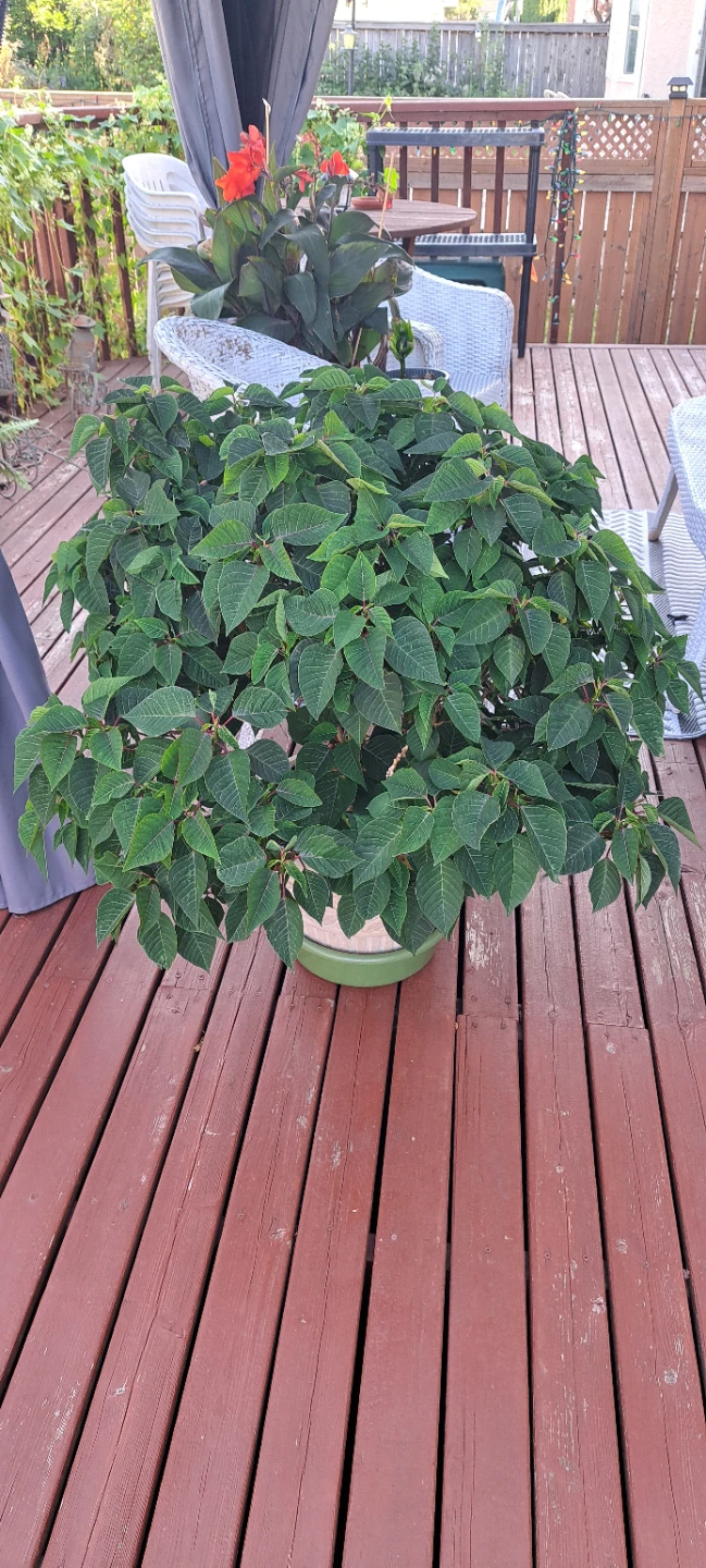 Large Poinsettia Plant - photo 2