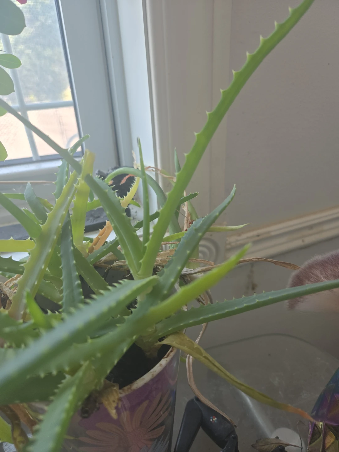 Aloe Vera well rooted