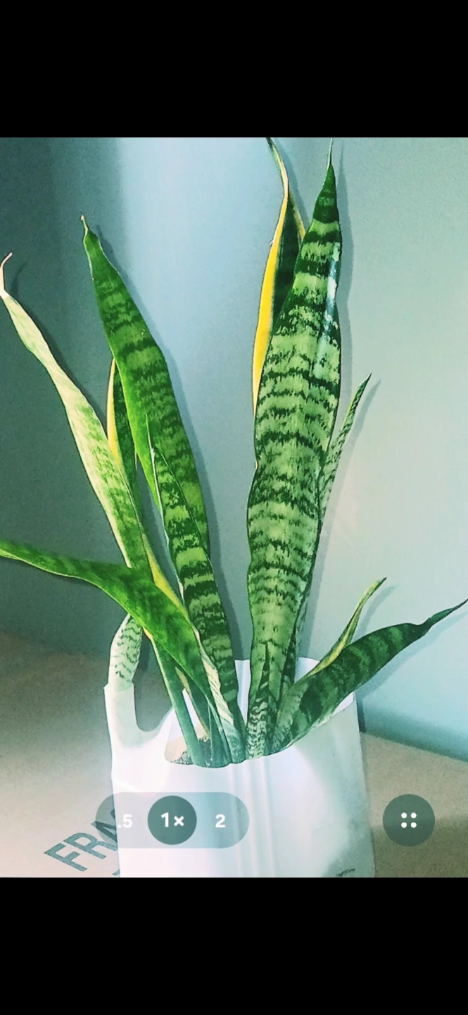 Aloe Vera or Snake Plant etc.. $45-$85 each - photo 2