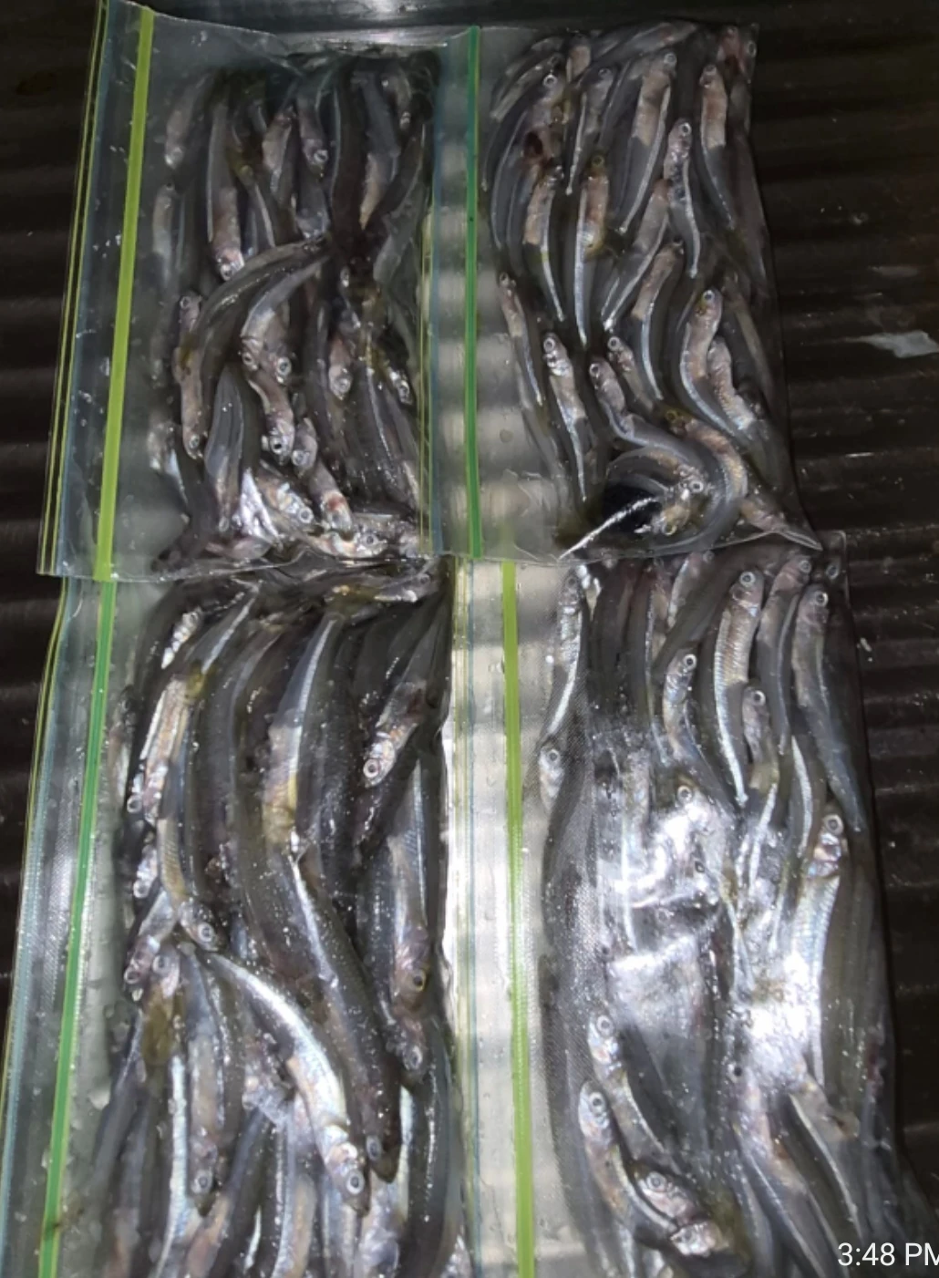 ** SPEARING / SILVERSIDES ** - photo 3