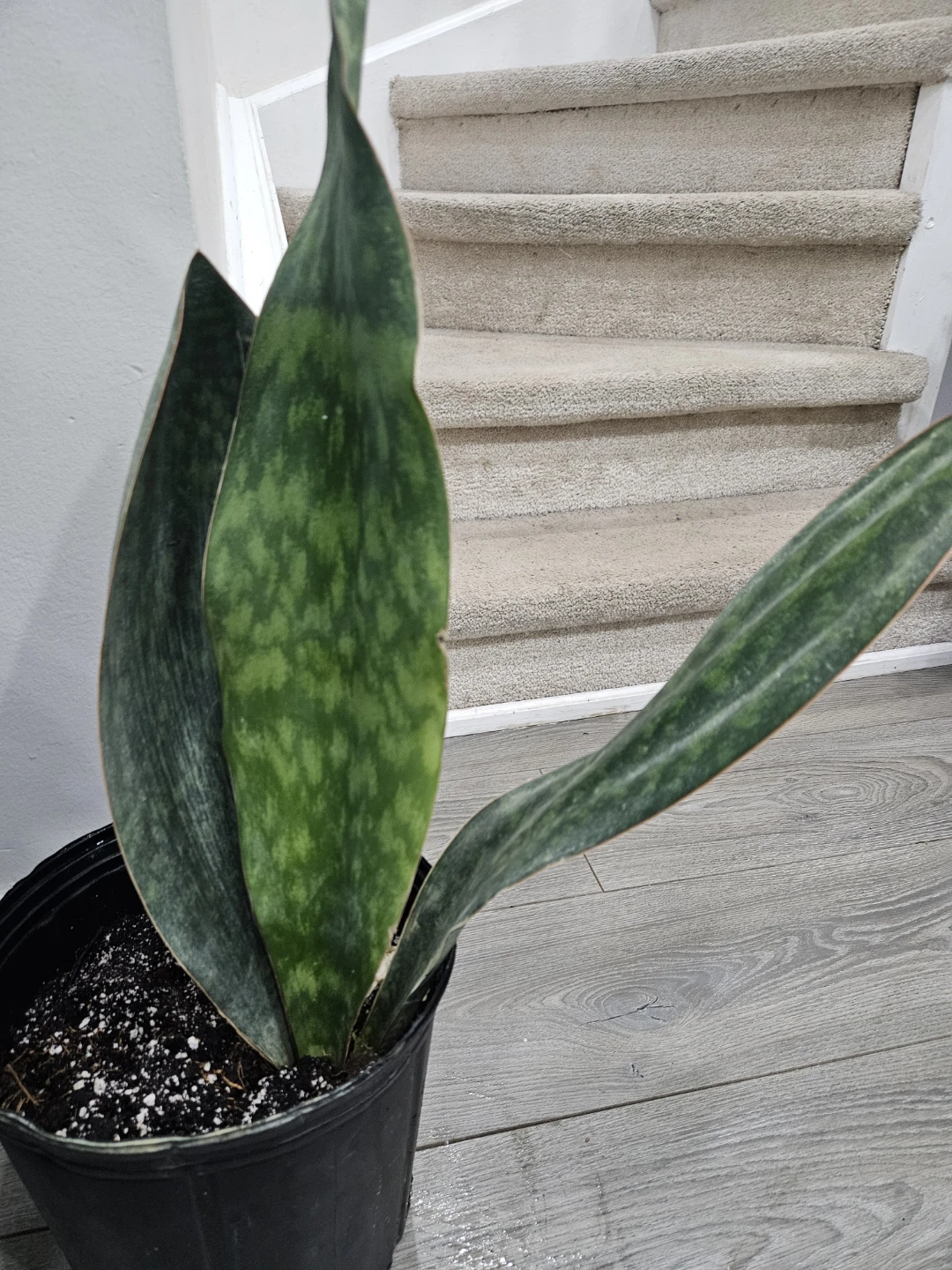 Sharkfin    Snake Plant Potted