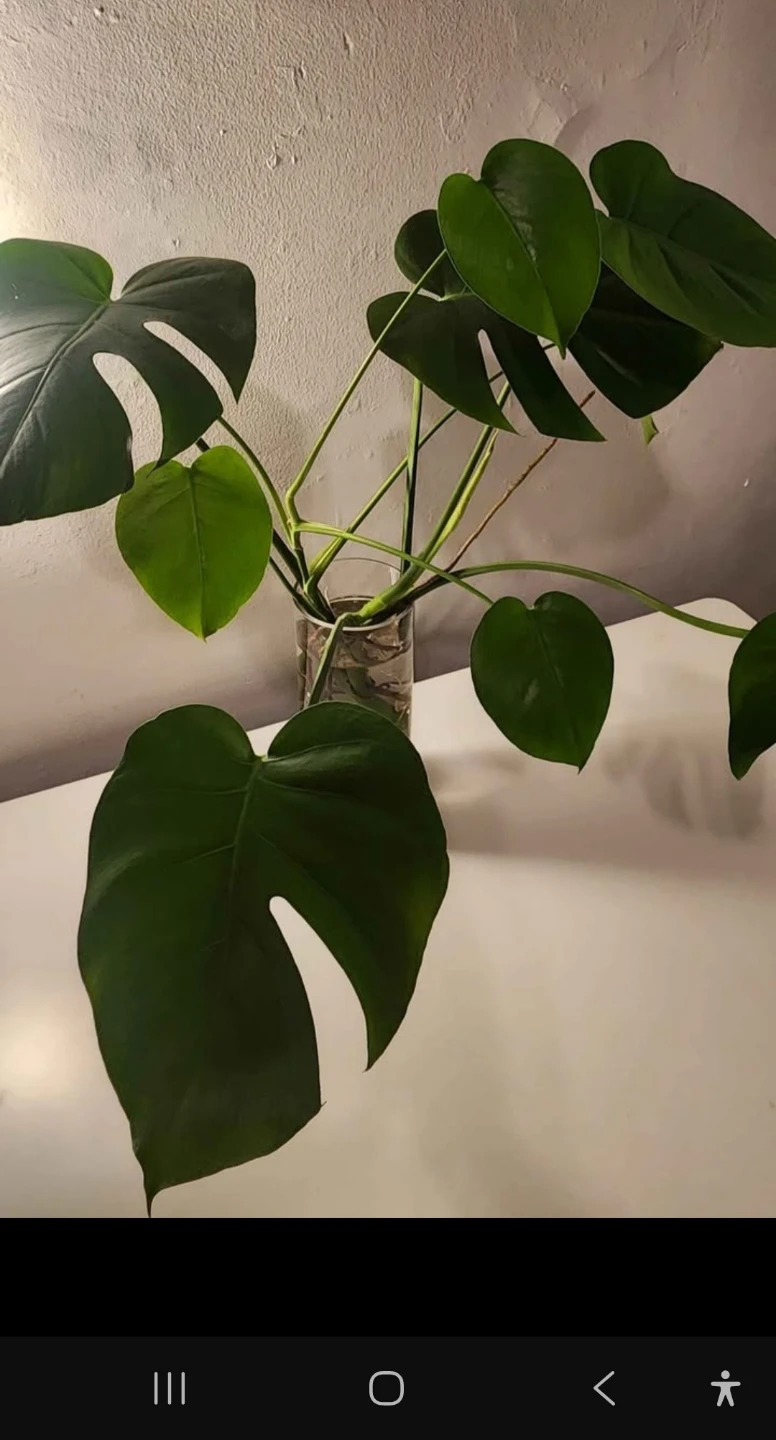 Monstera Deliciosa Plant - photo 2