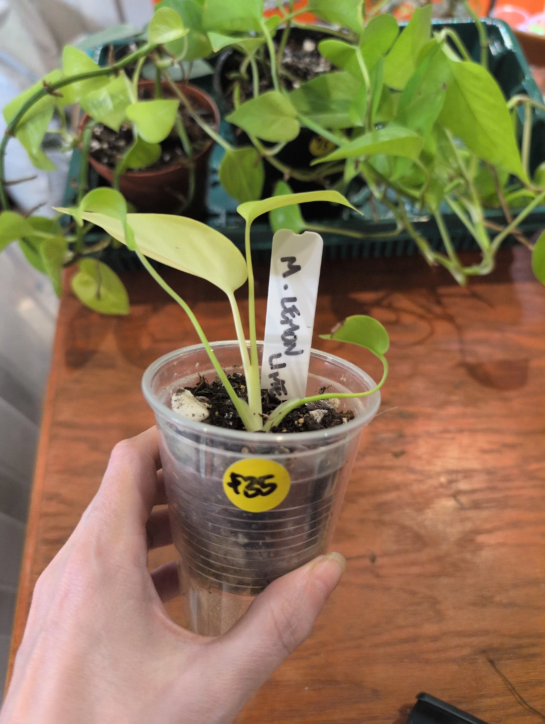 Monstera Lemon Lime plant - photo 2