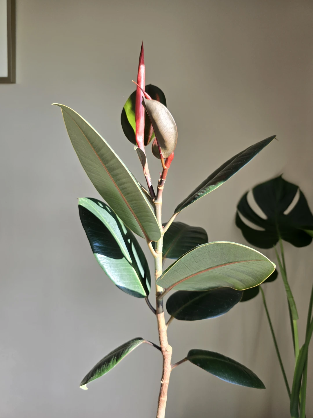 A healthy Ficus elastica 'Burgundy' (Burgundy Rubber Tree) - photo 4