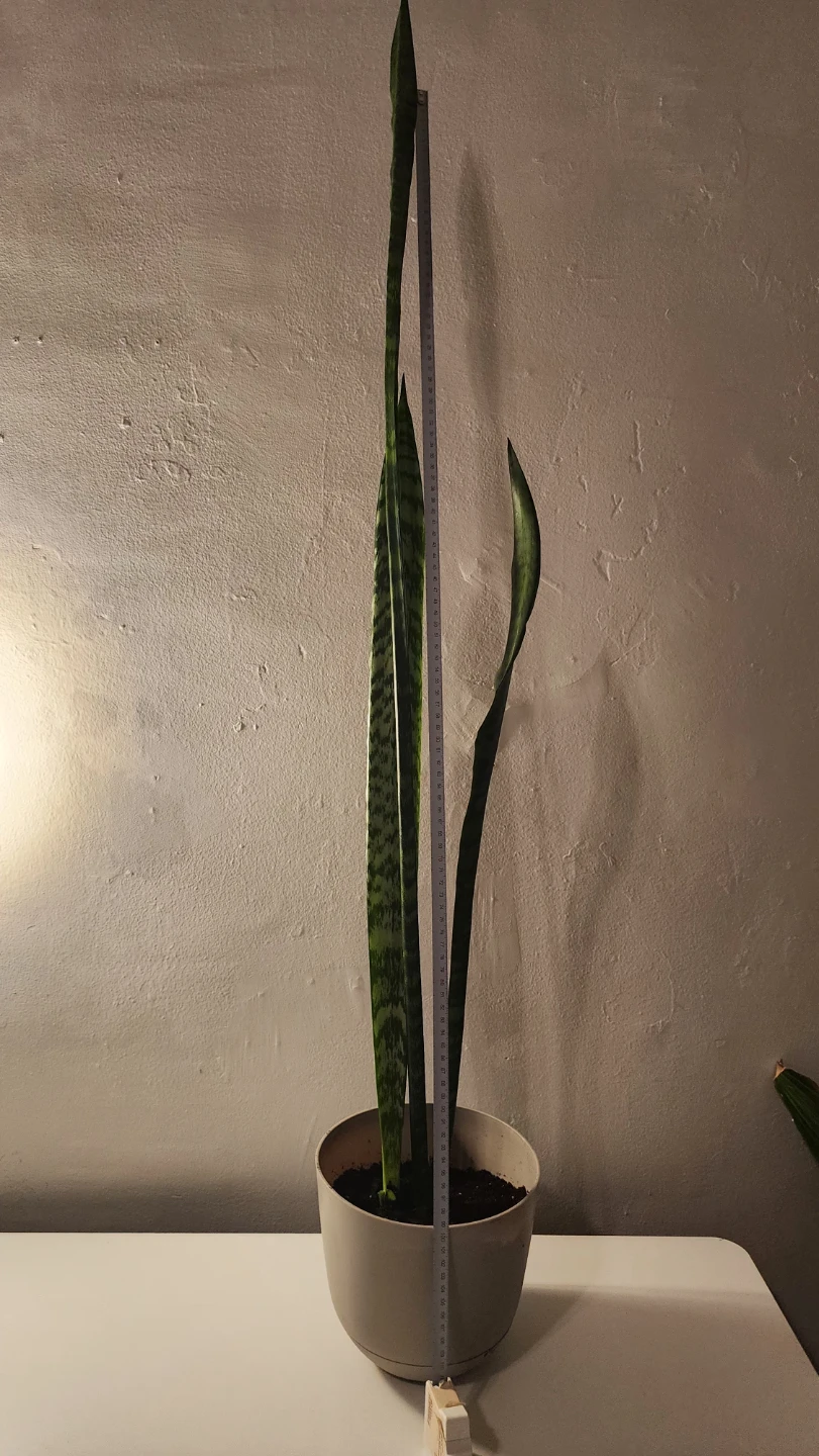 4 ft Snake Plant in Pot