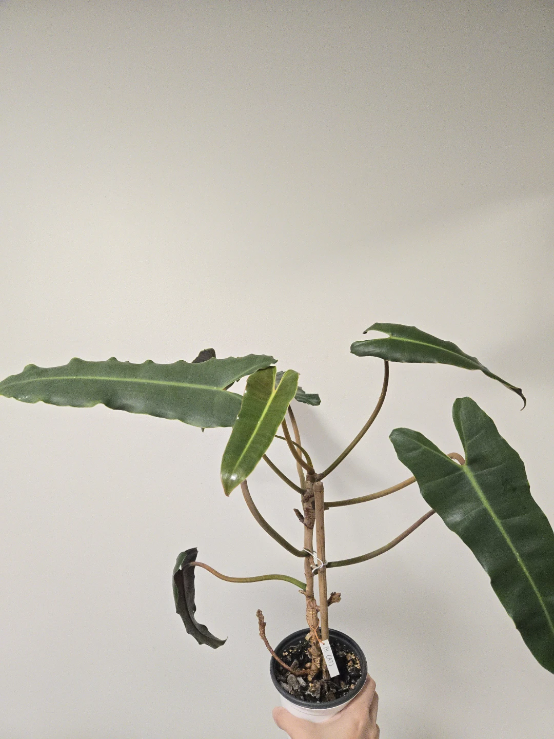 Philodendron Atabapoense - photo 2