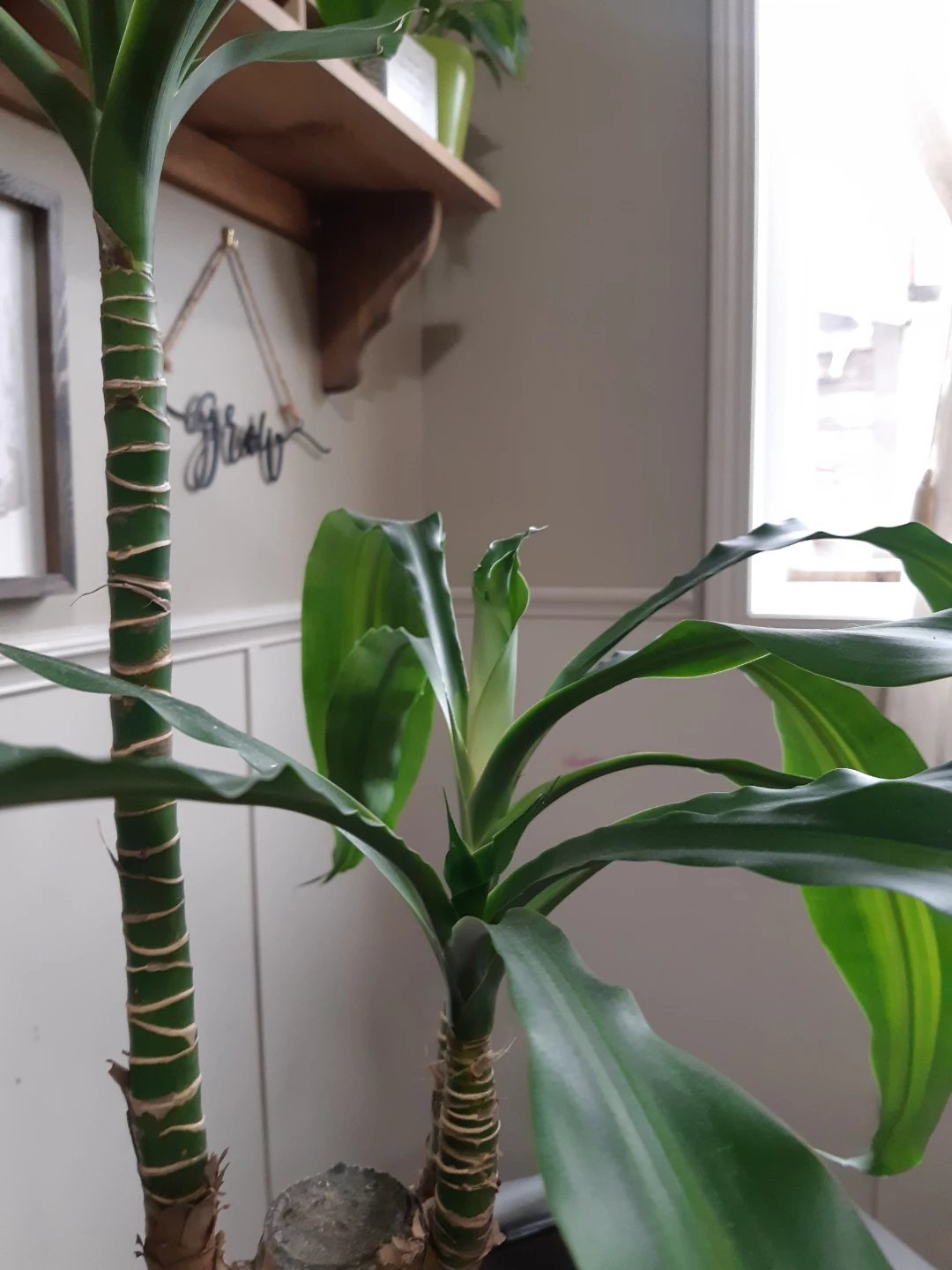 Large Draceana / Corn Plant - photo 3