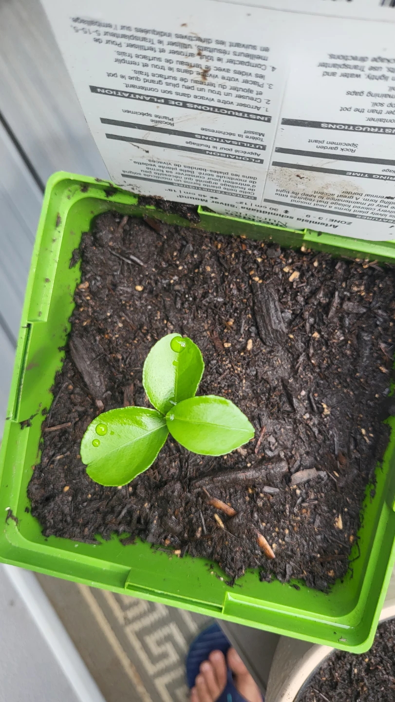Lemon Plant /seedling - photo 2