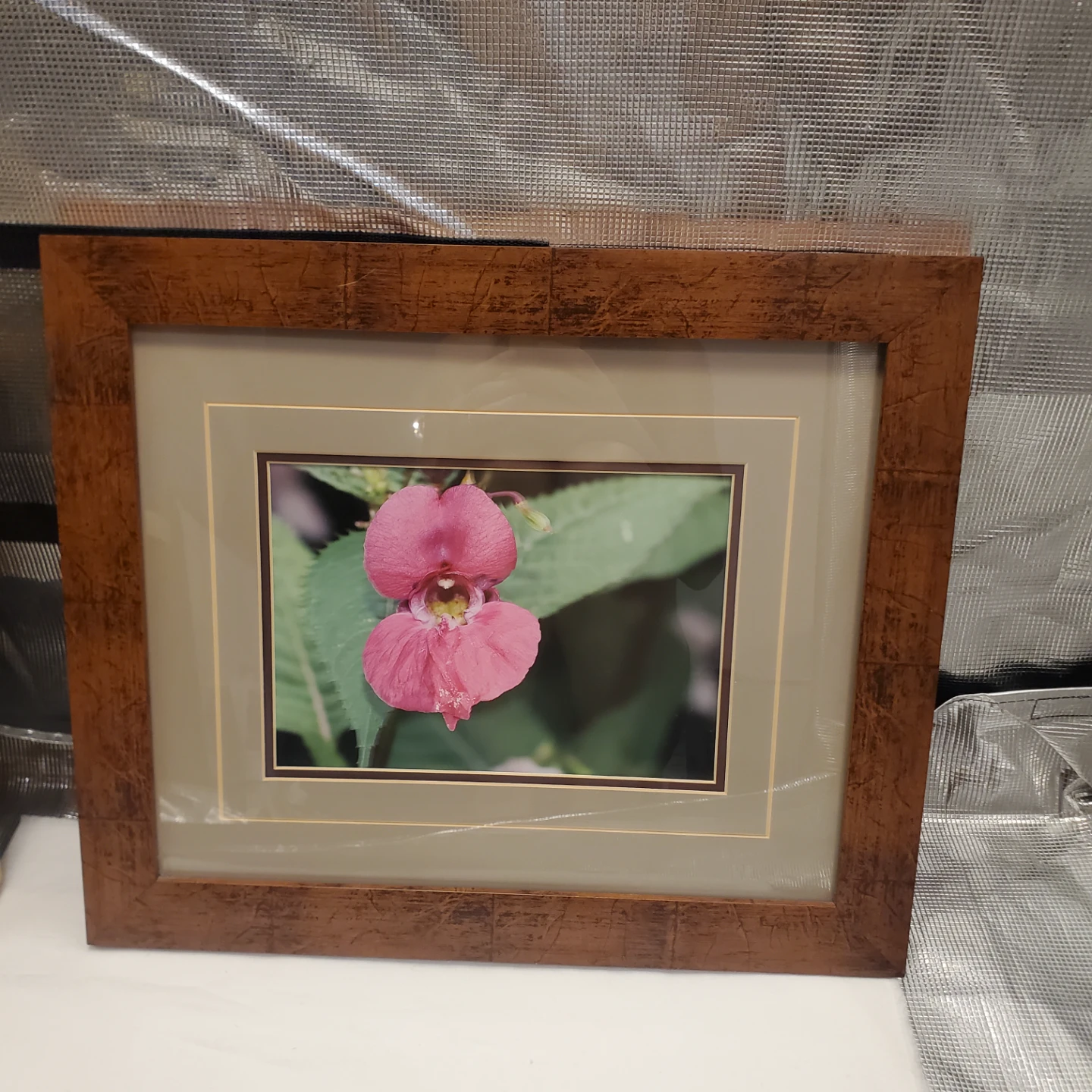 Framed Print of Himalaya balsam flower