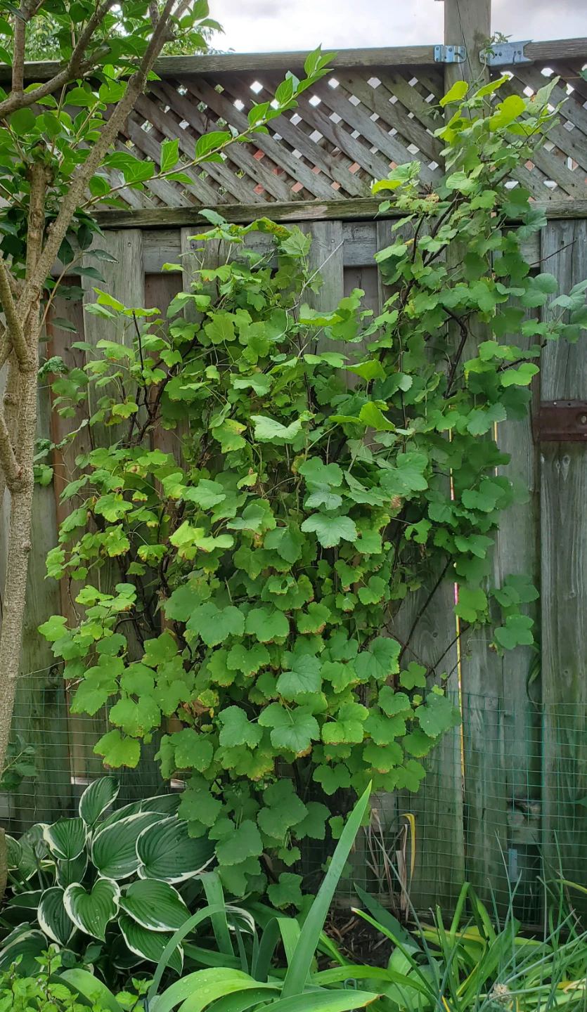 Gooseberry