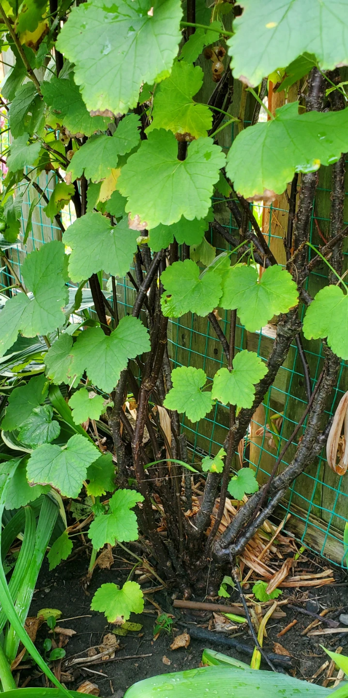 Gooseberry - photo 2