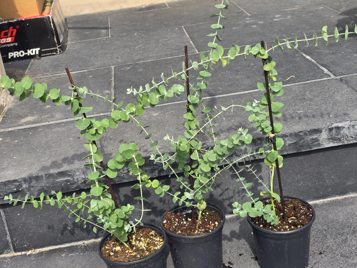 Eucalyptus Plants