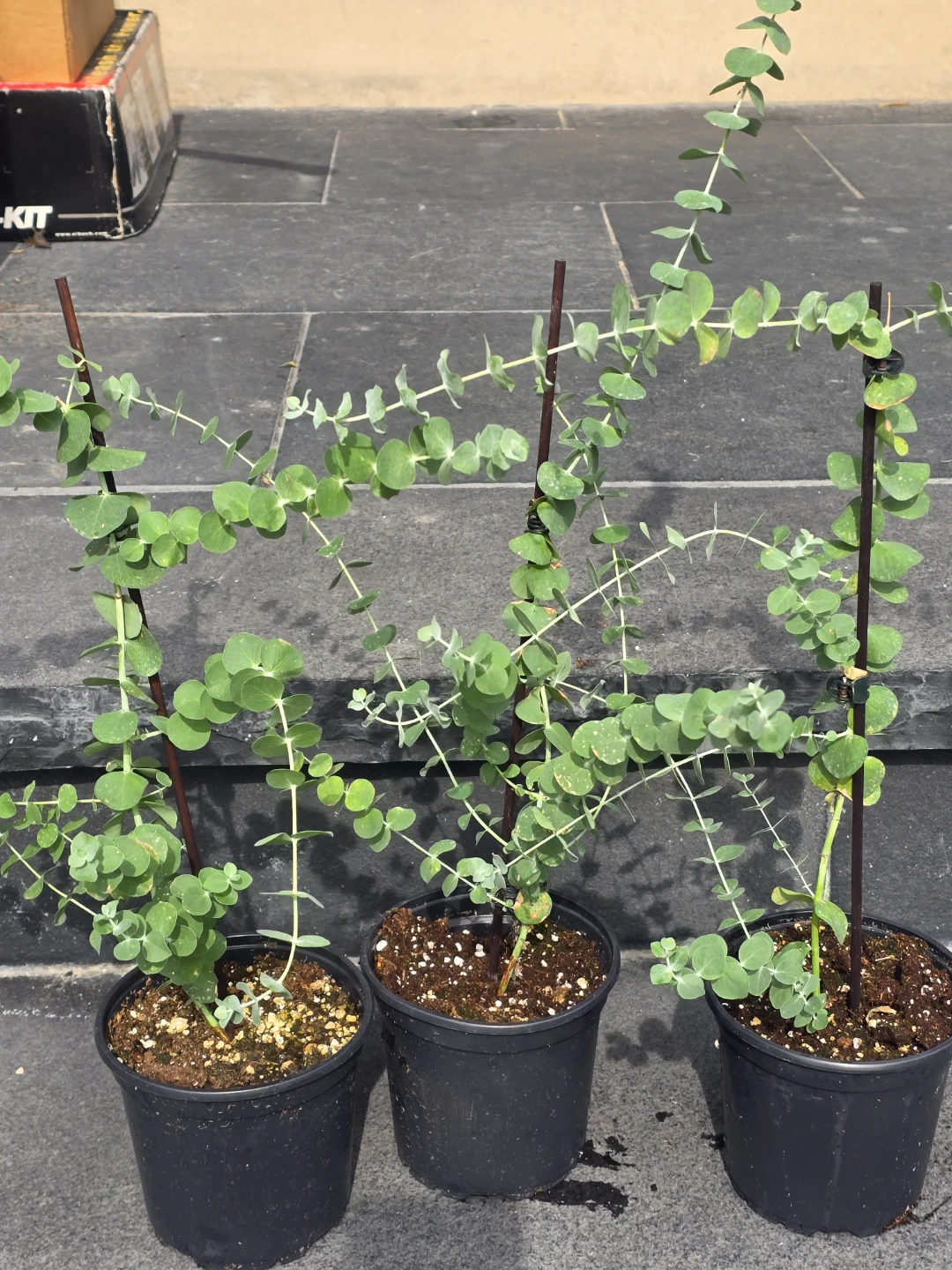 Eucalyptus Plants - photo 2
