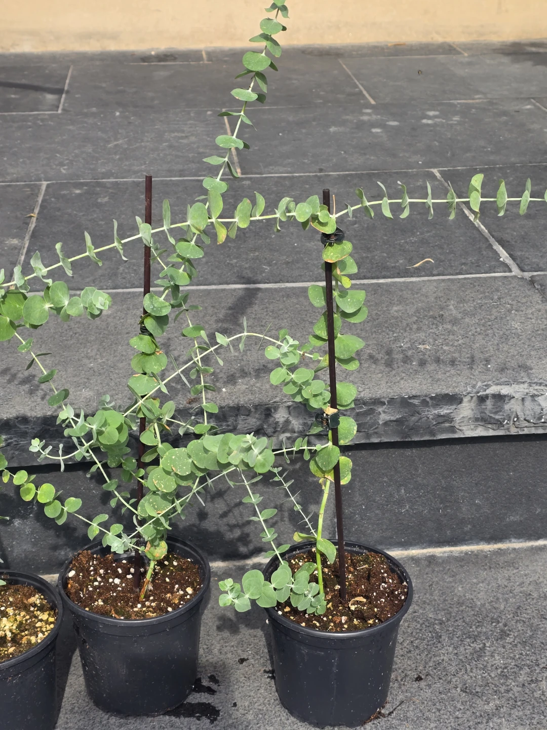 Eucalyptus Plants - photo 3