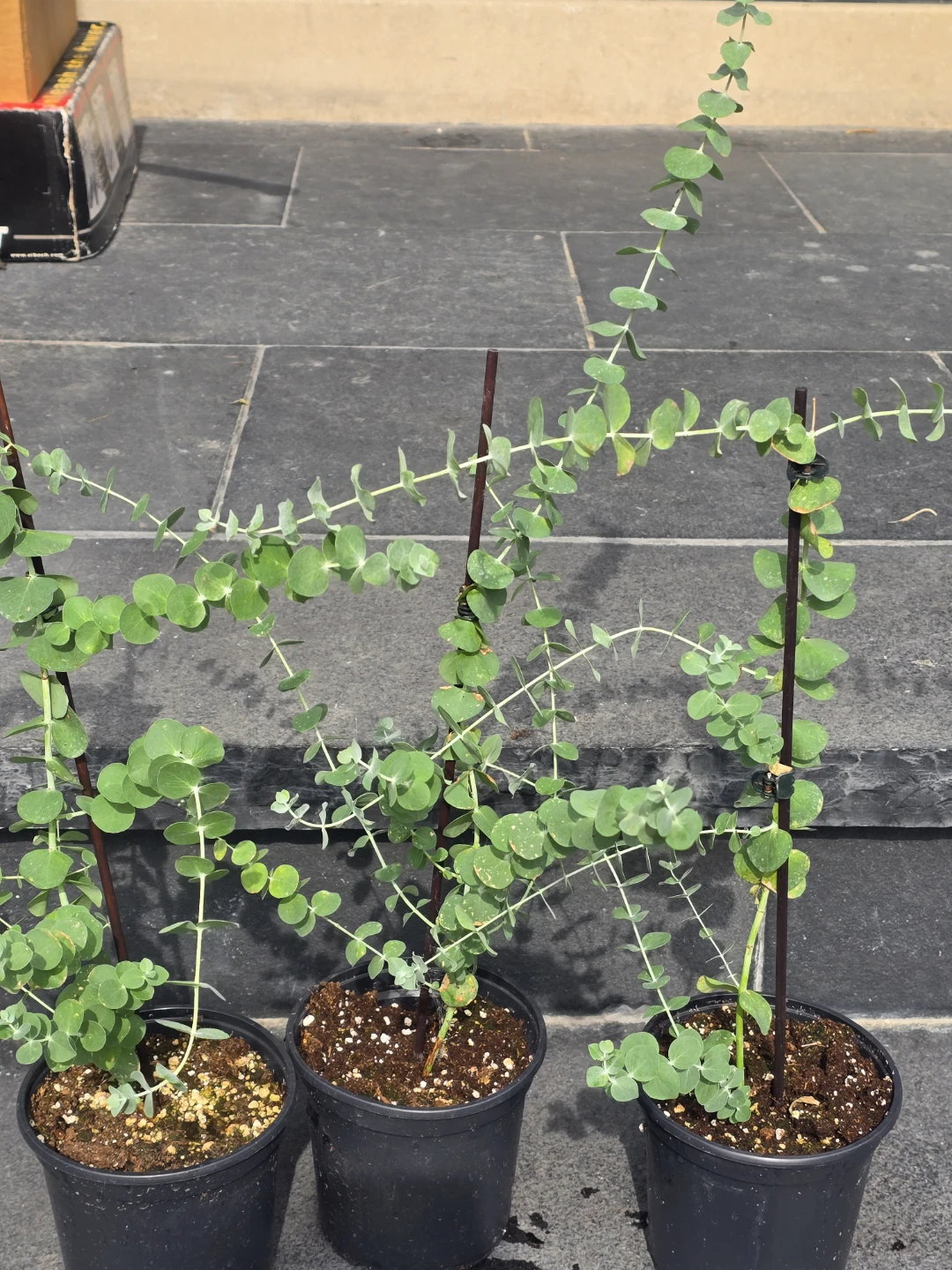 Eucalyptus Plants - photo 4