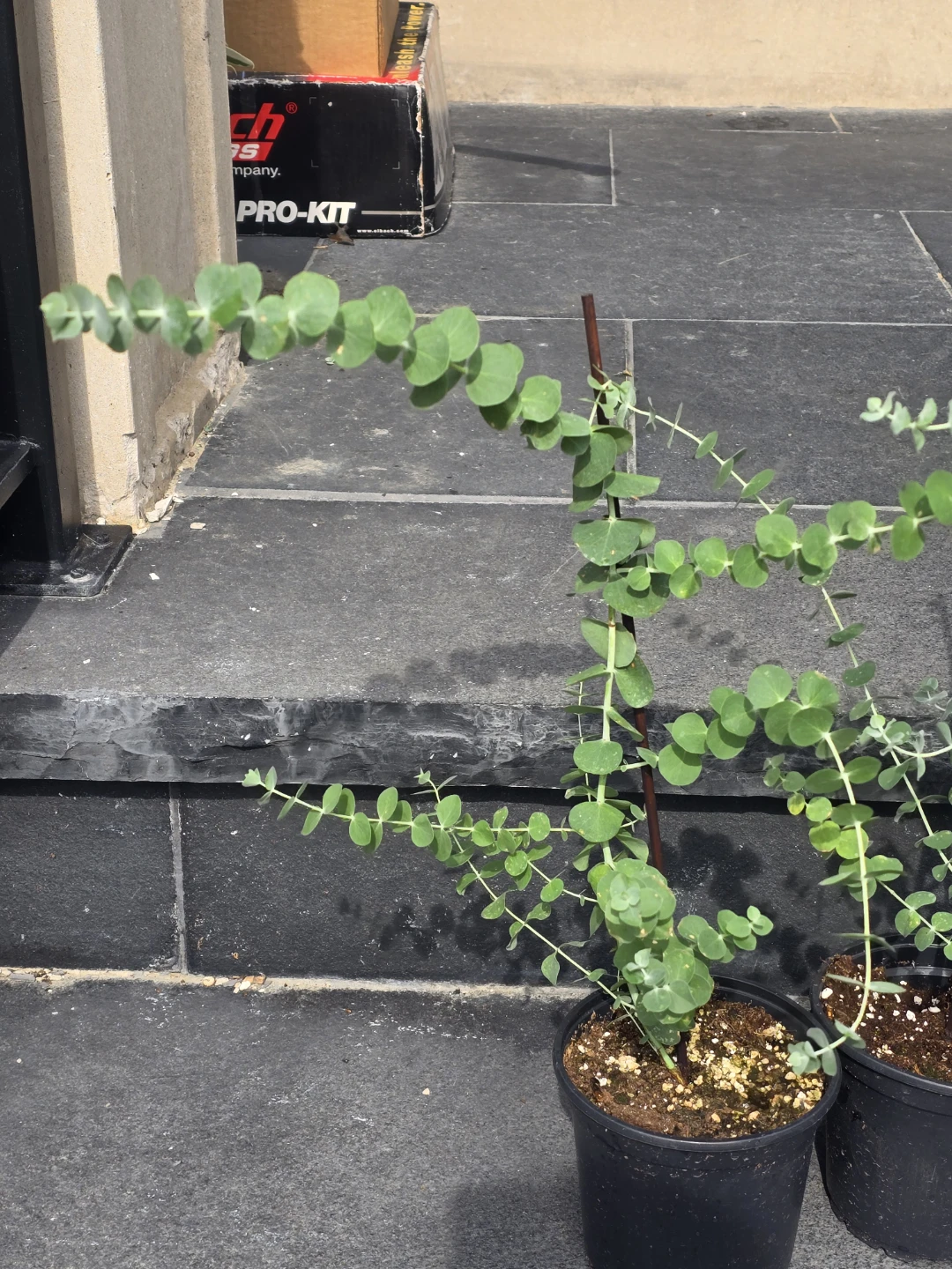 Eucalyptus Plants - photo 5