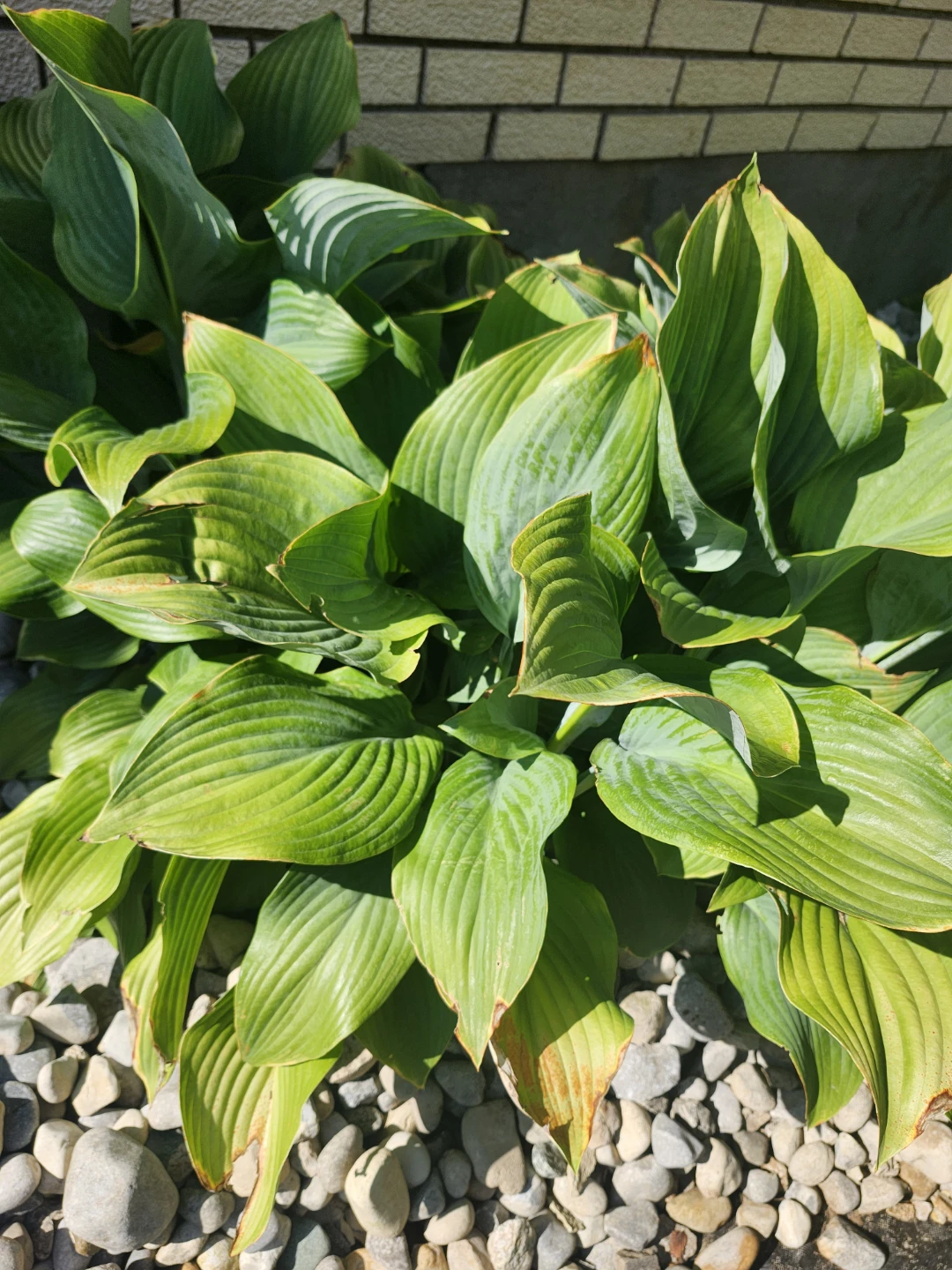 Variegated Hosta Plant - photo 2