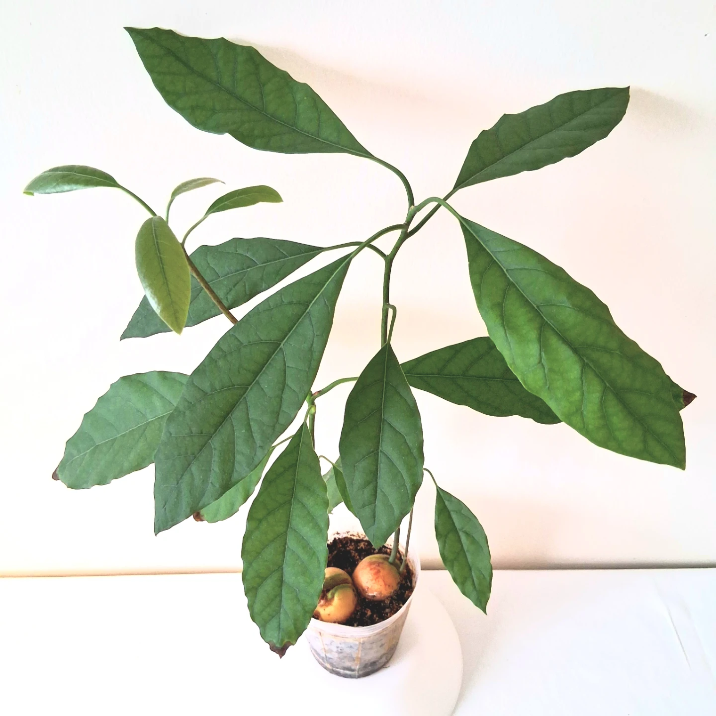 🌱 Avocado Plant 🥑