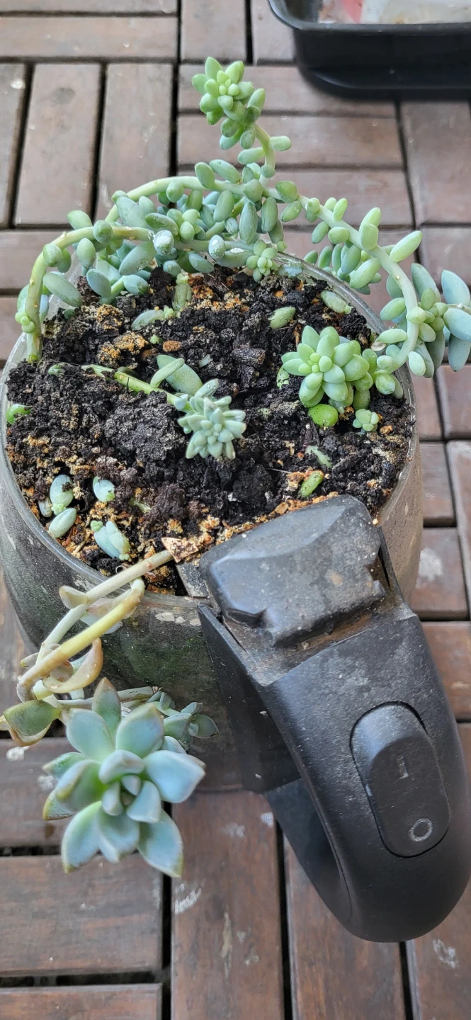 Burro's Tails and  Graptosedum ghosty  succulent  in a kettle - photo 5