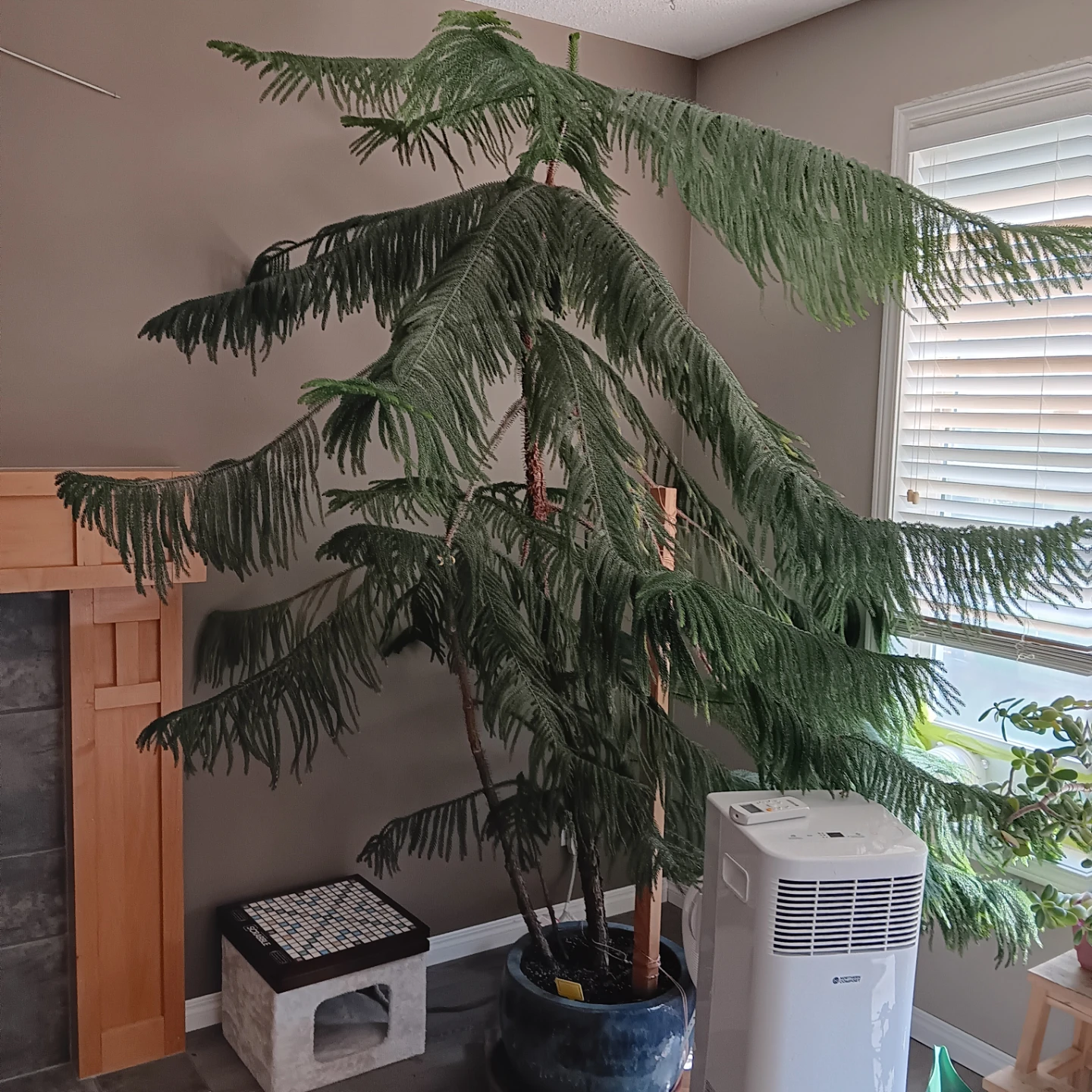 MOVING SALE! 8 foot tall Norfolk pine tree - photo 3