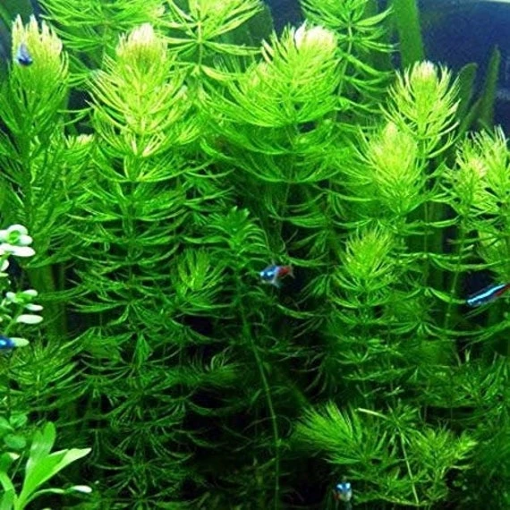 Hornwort Aquarium Plant