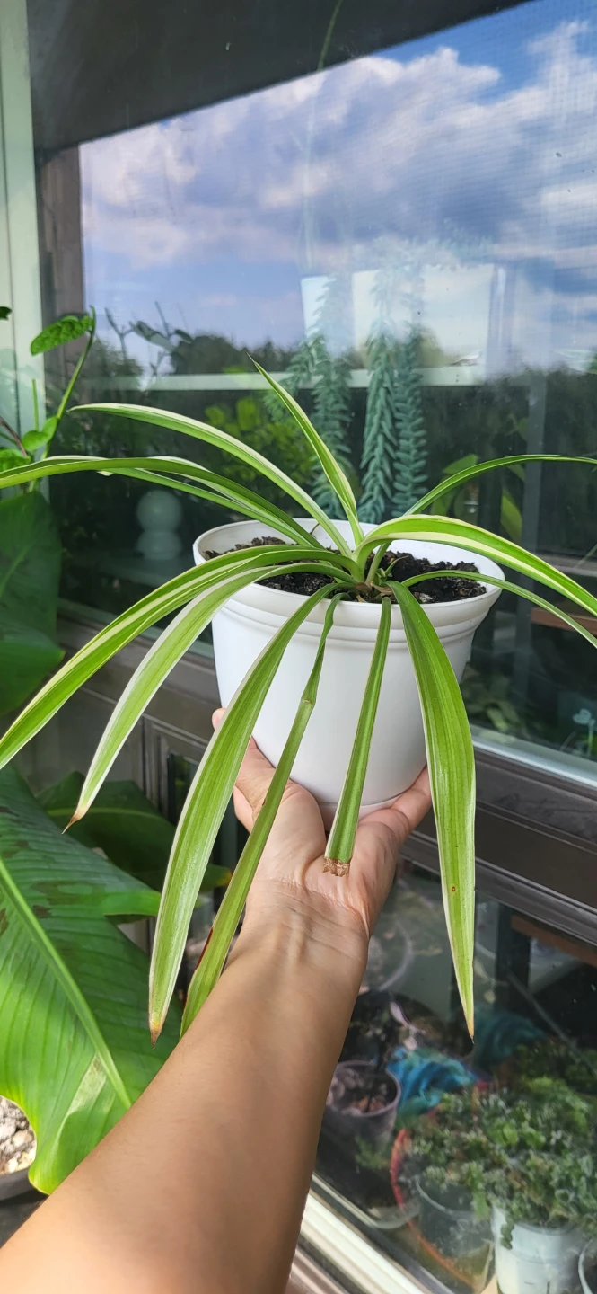 Spider Plant in White plastic pot - photo 3
