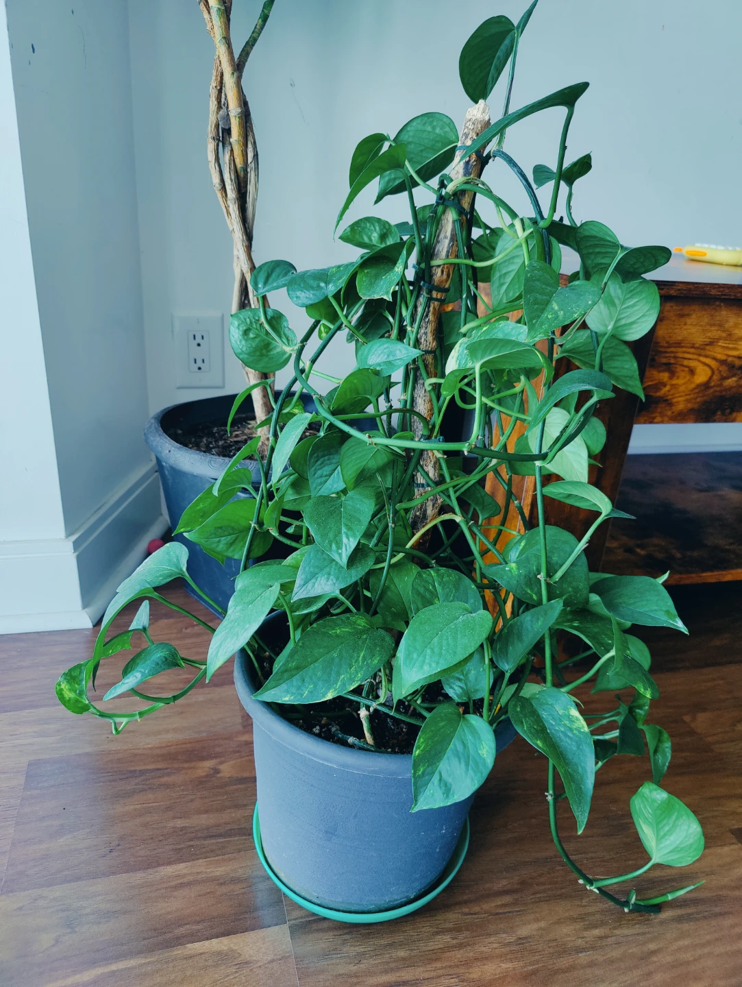 Monstera Deliciosa Plant - photo 3