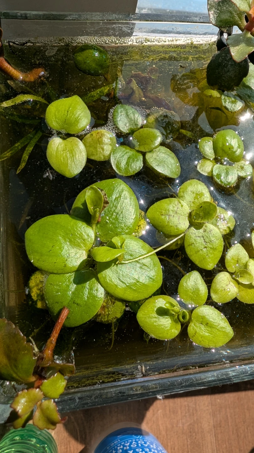Aquarium - Amazon Frogbit Floating Plants🌿
