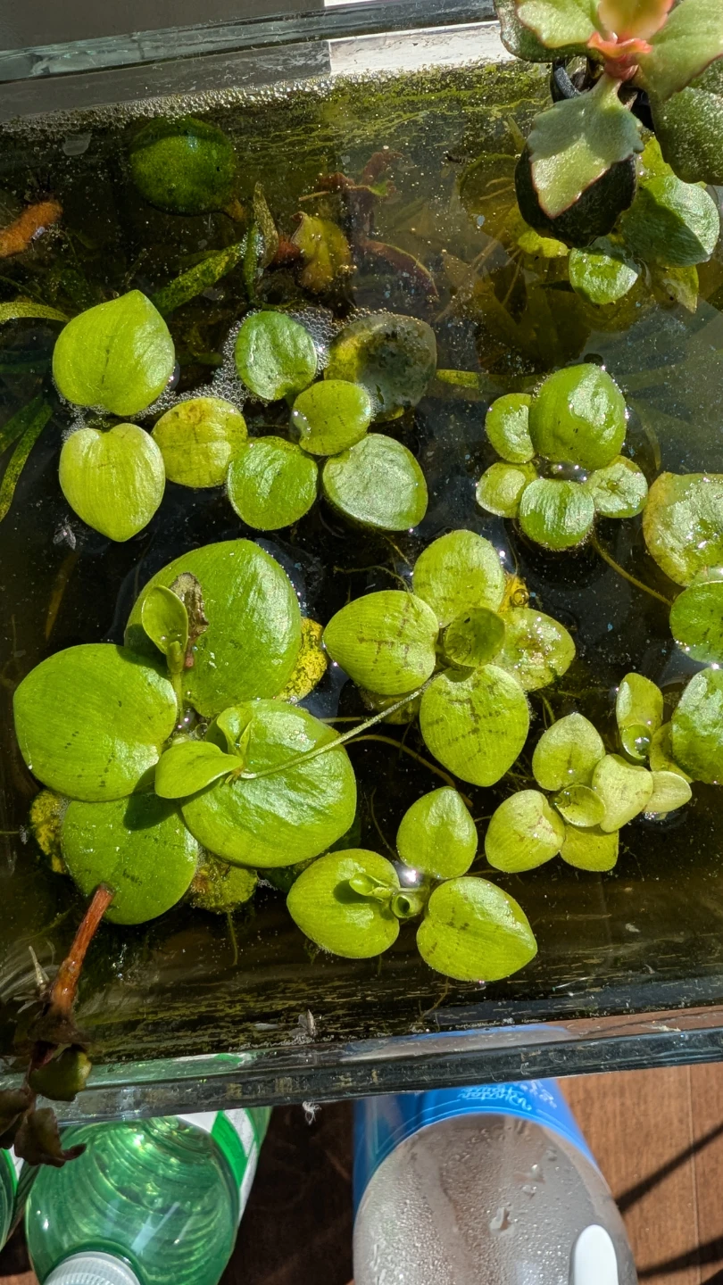 Aquarium - Amazon Frogbit Floating Plants🌿 - photo 2