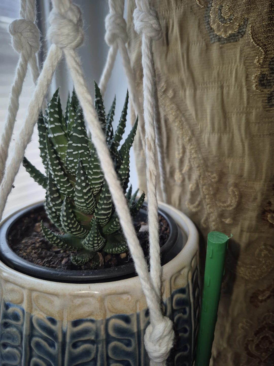 Hanging Succulent zebra Plant in Decorative Pot