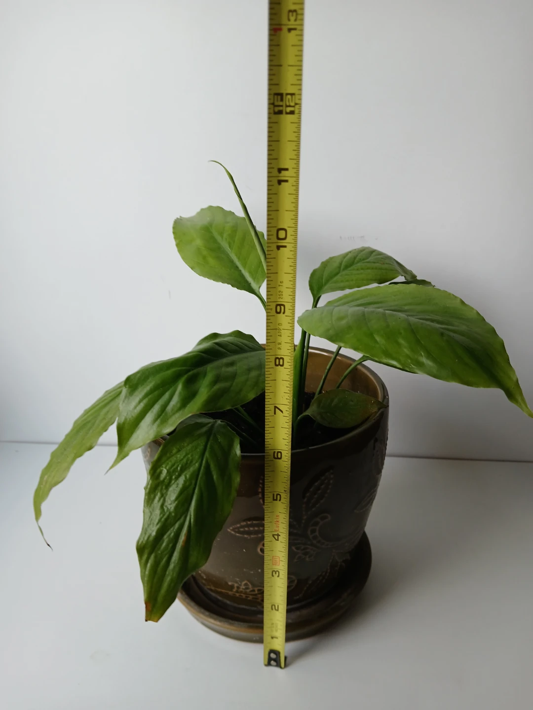Potted Peace Lily Plant in Ceramic Pot. FIRM PRICE. - photo 2