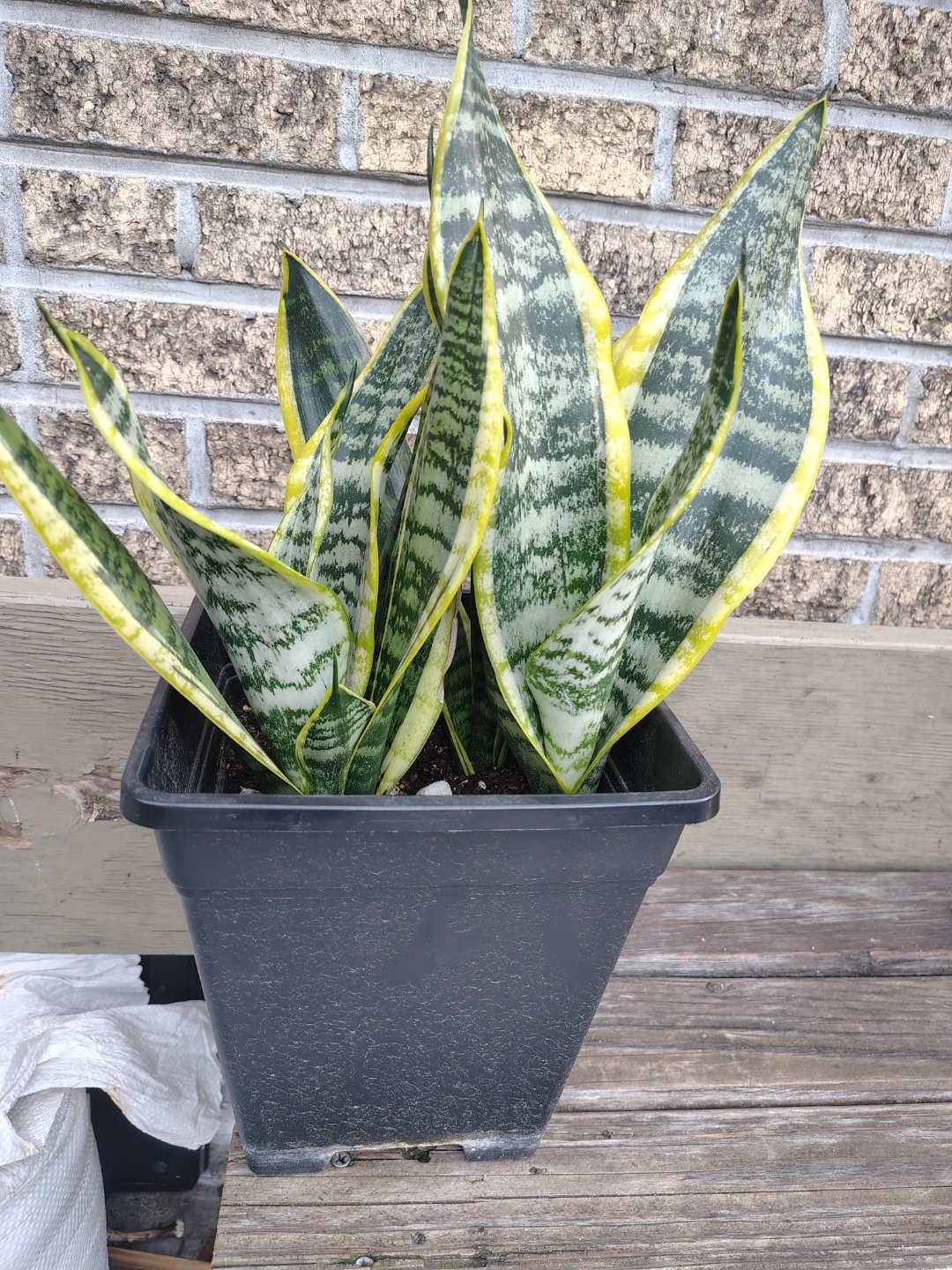 Snake Plant in Black Pot