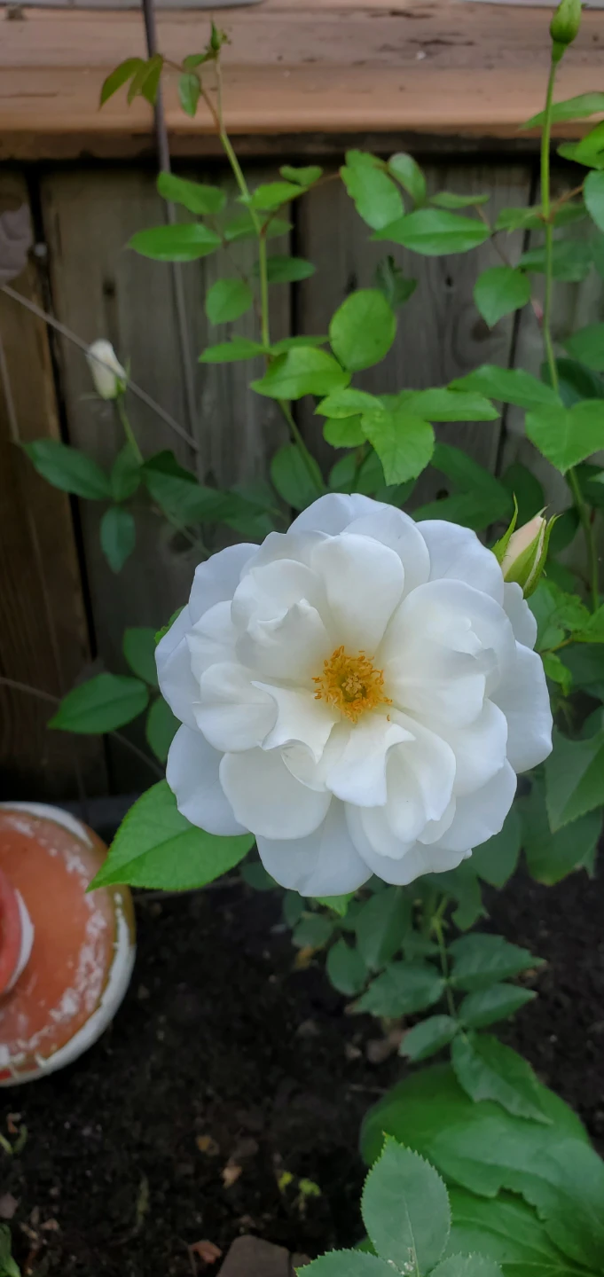 Iceberg Rose - Floribunda Rose - photo 2